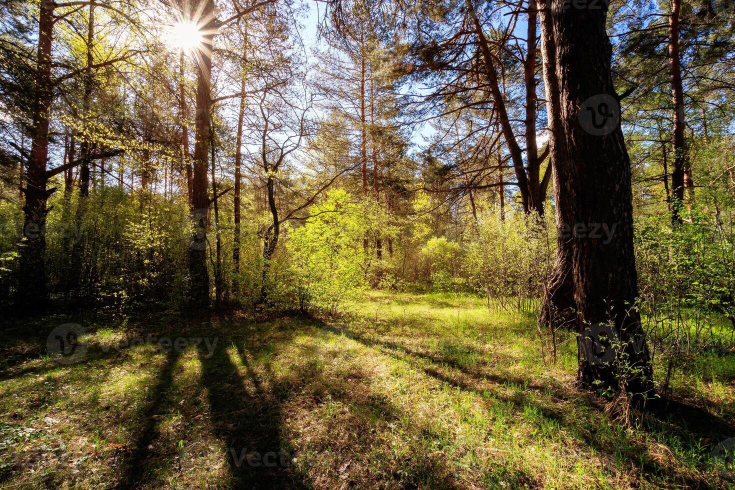 Sushine at spring pine forest with trees and grass. photo