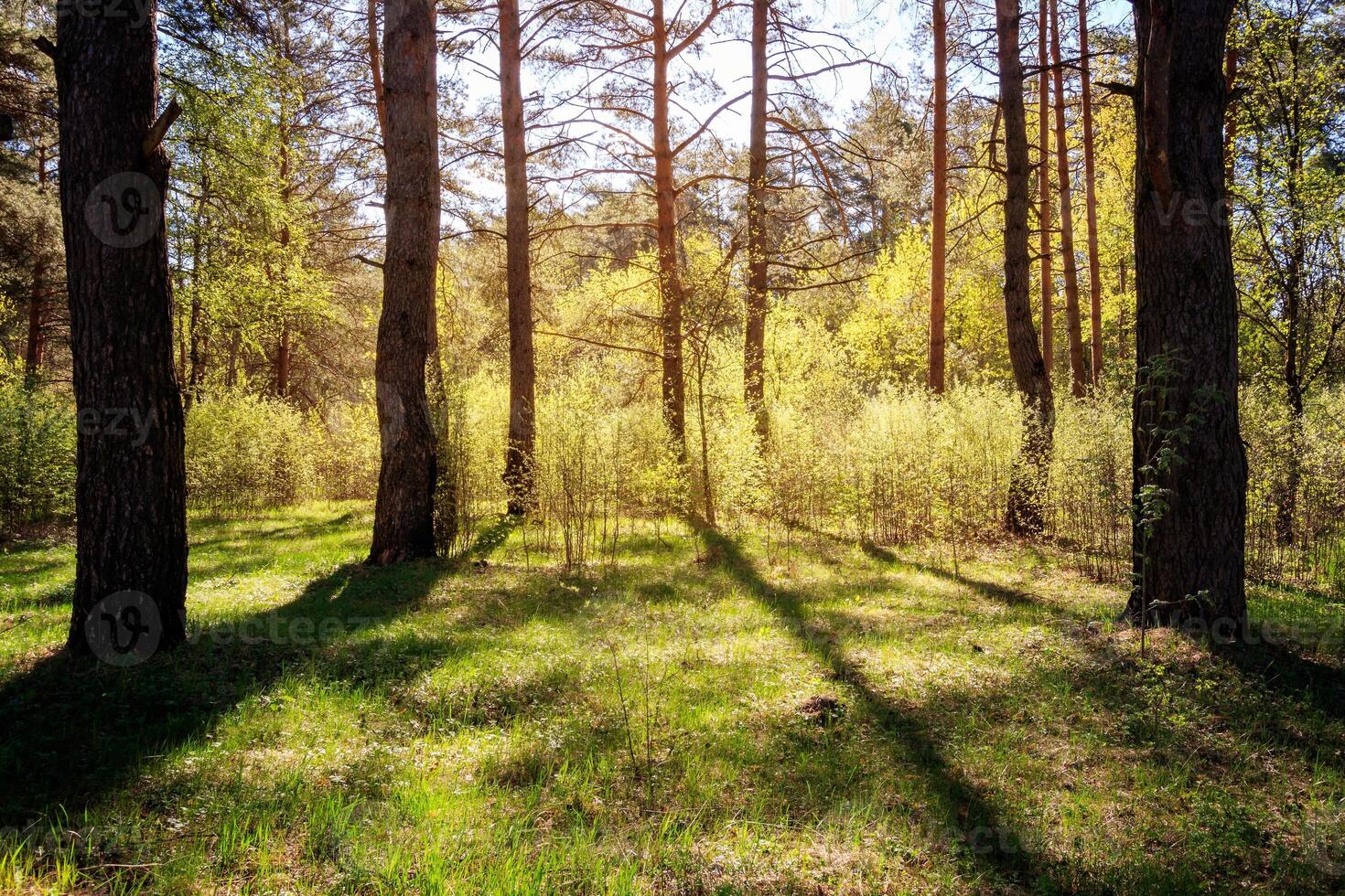 Sushine at spring pine forest with trees and grass. photo