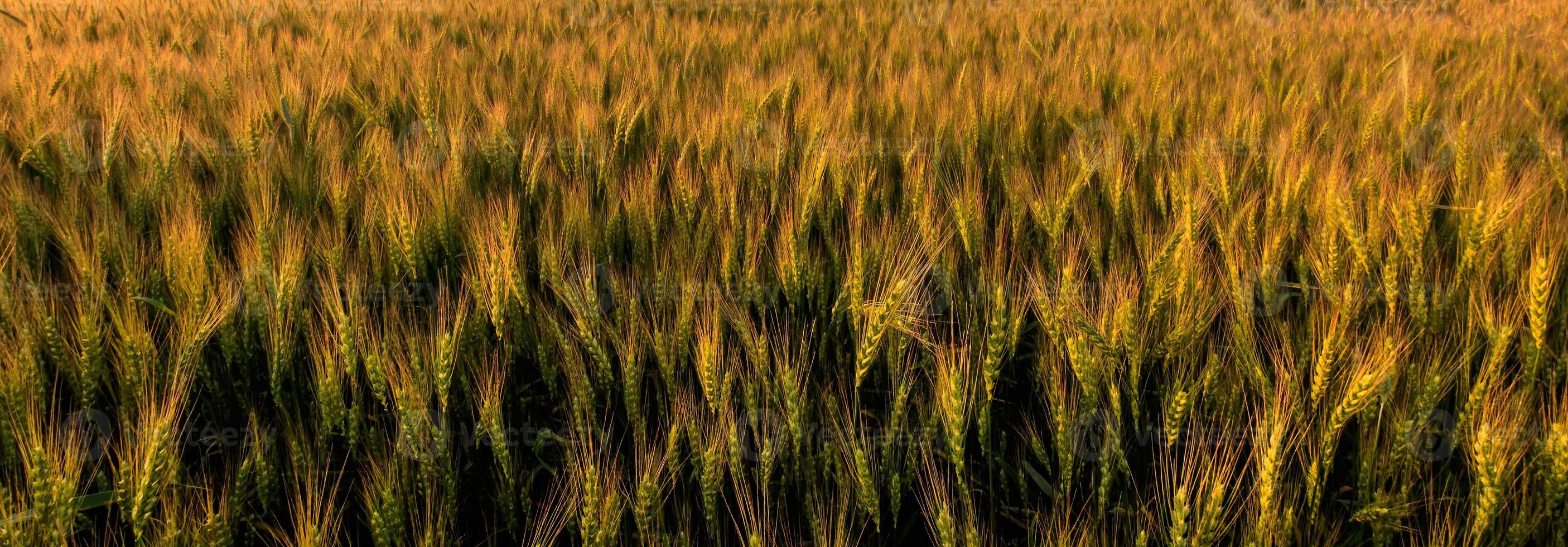 Background of golden rye or wheat field at sunset. photo