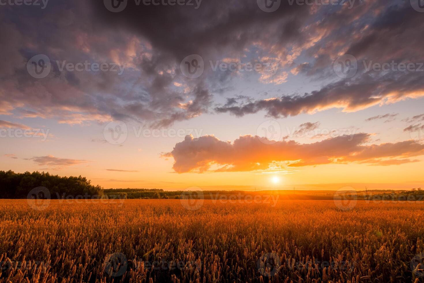 Sunset on the field with young golden wheat or rye with cloudy sky. photo