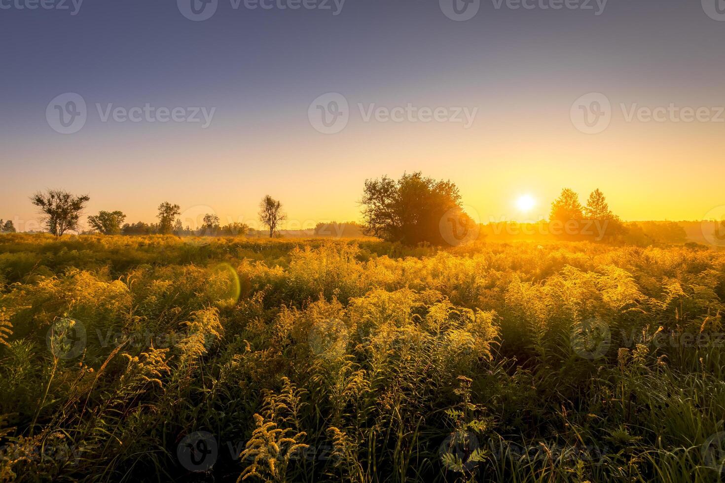 Sunrise on a field covered with flowers in summer morning with fog. photo