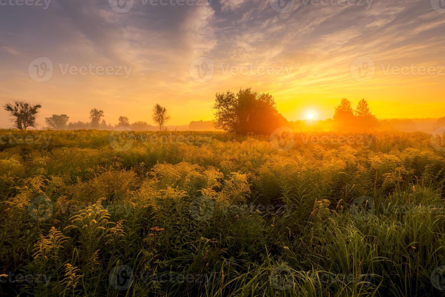 Sunrise on a field covered with flowers in summer morning with fog. photo