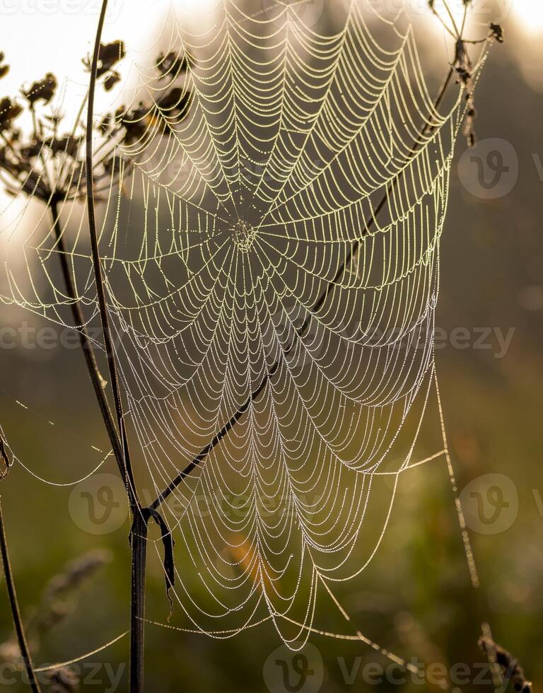 Spider web against sunrise in the field covered fogs. photo