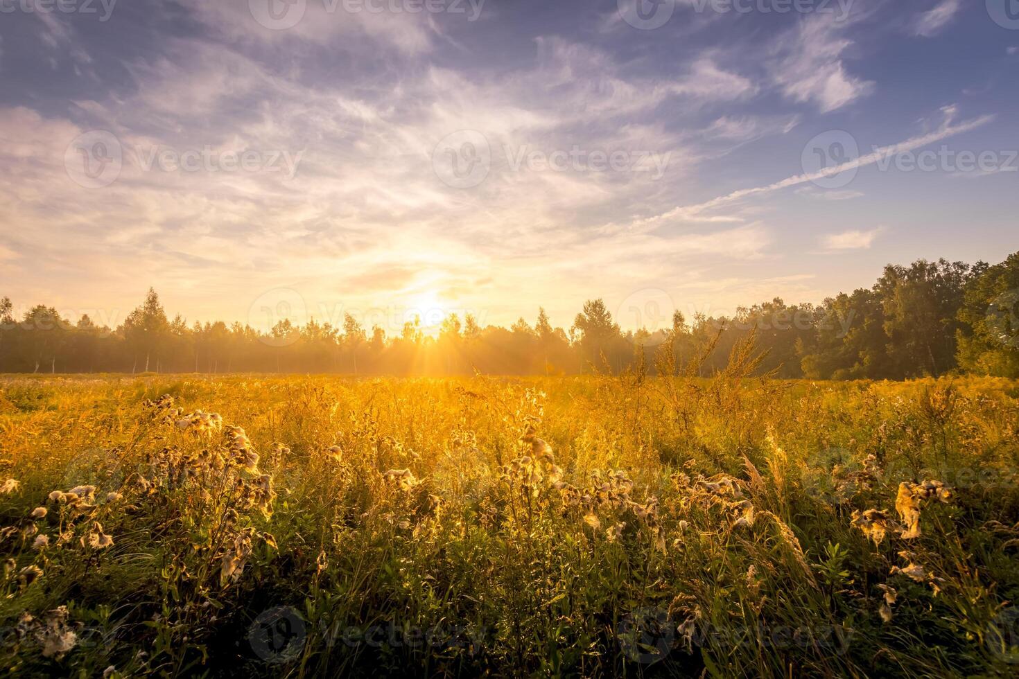 Sunrise on a field covered with flowers in summer morning with fog. photo