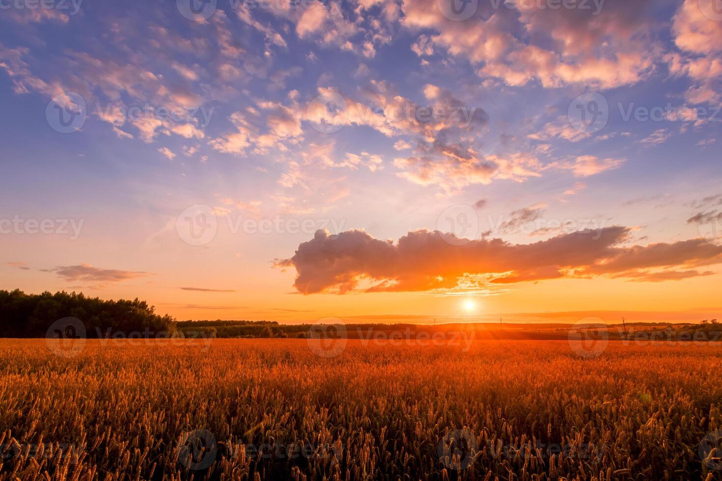 Scene of sunset on the field with young rye or wheat in the summer with a cloudy sky background. photo
