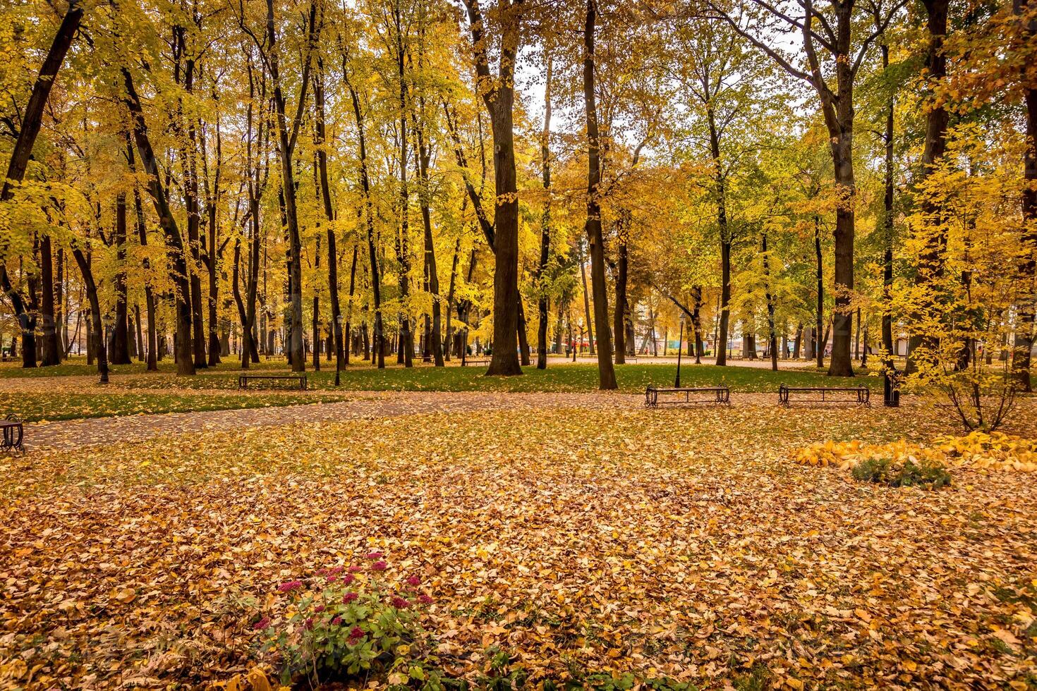 Leaf fall in the park in autumn with maples. photo