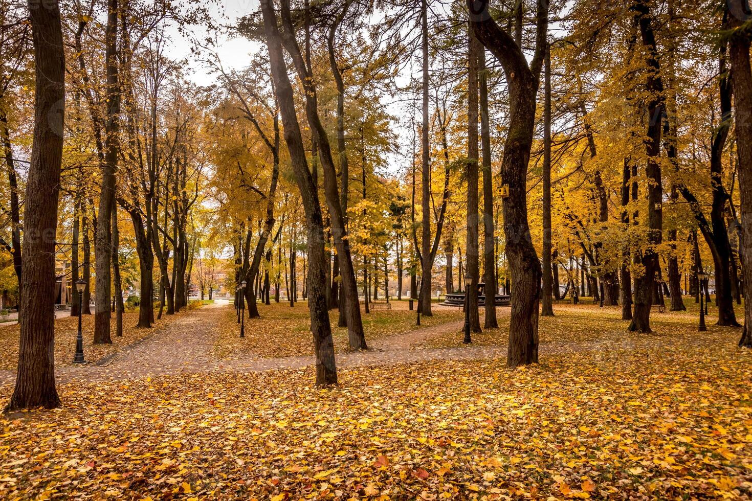 Leaf fall in the park in autumn with maples. photo