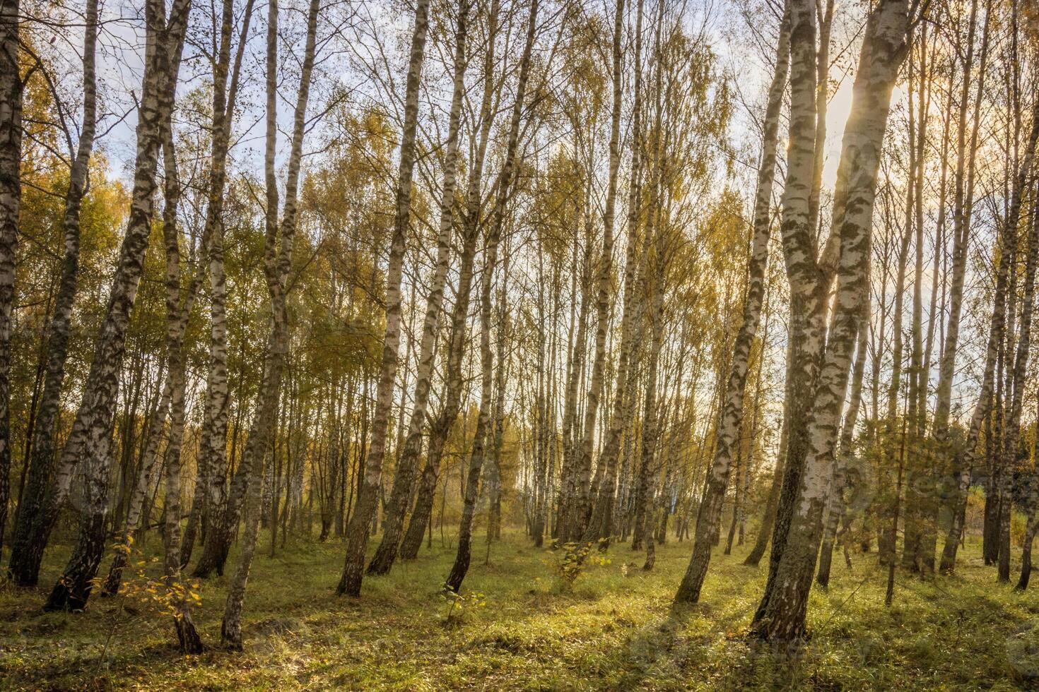 Birch forest on a clear autumn day. photo