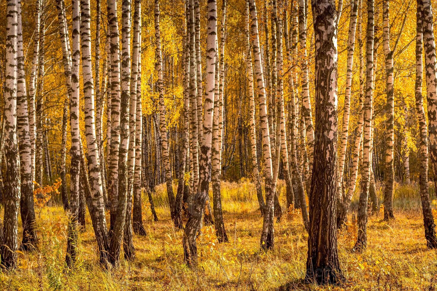 Birch forest in a sunny golden autumn day. photo