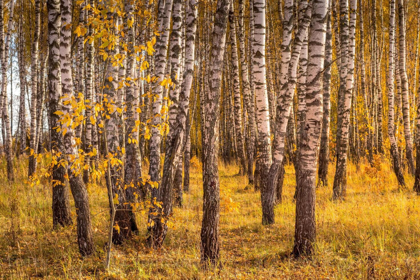 Birch forest in a sunny golden autumn day. photo