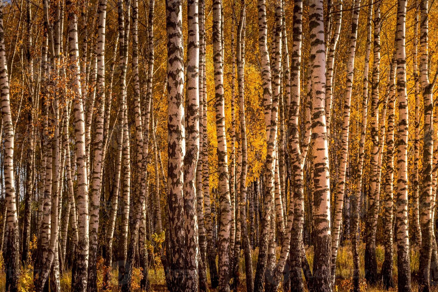 Birch forest in a sunny golden autumn day. photo