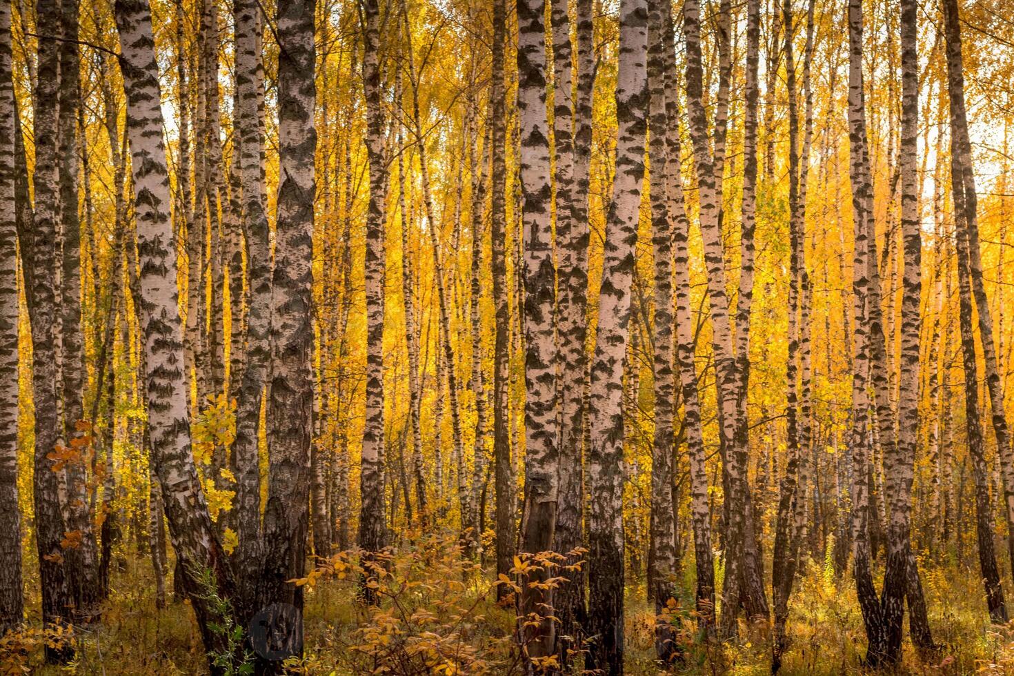 Birch forest in a sunny golden autumn day. photo