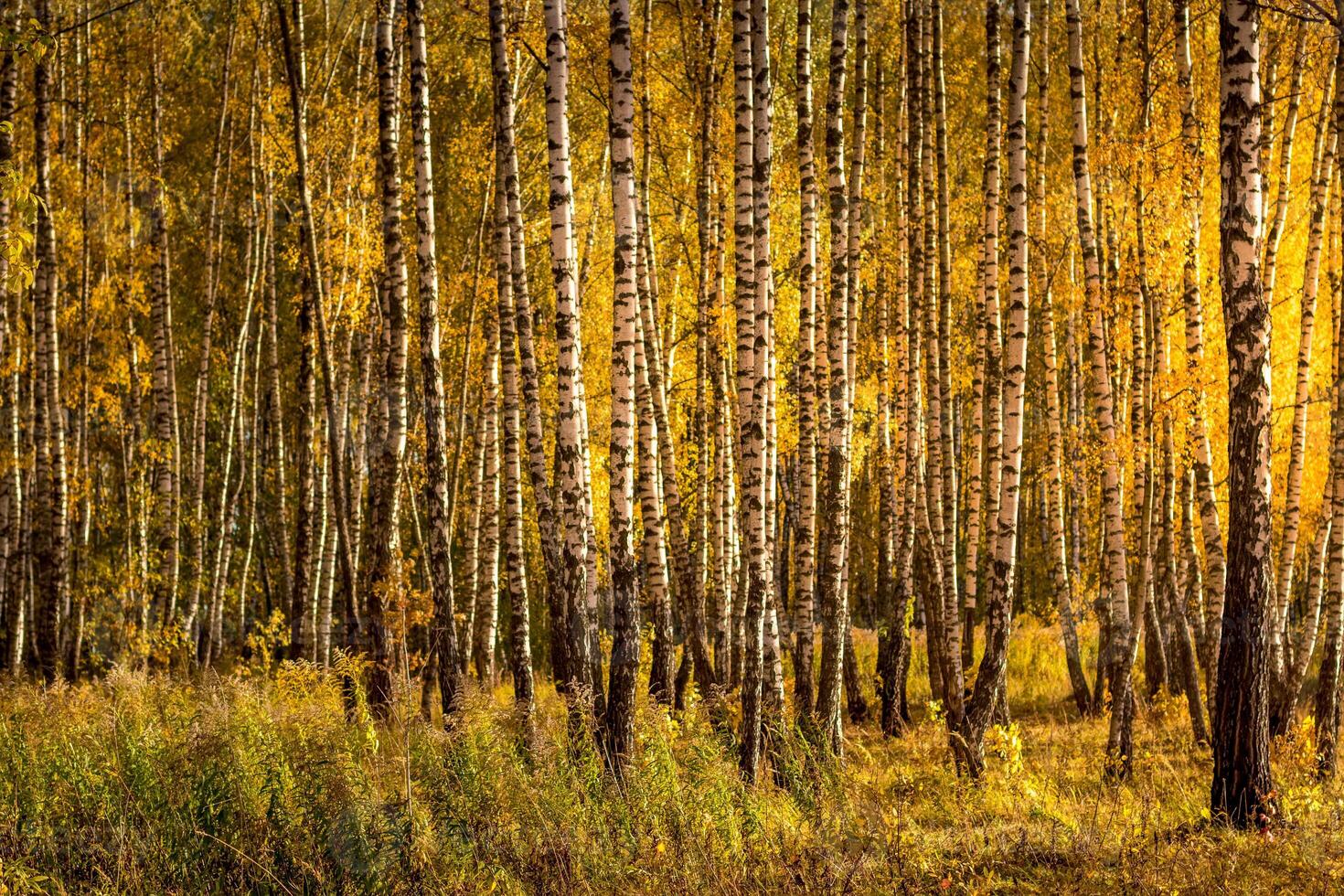 Birch forest in a sunny golden autumn day. photo