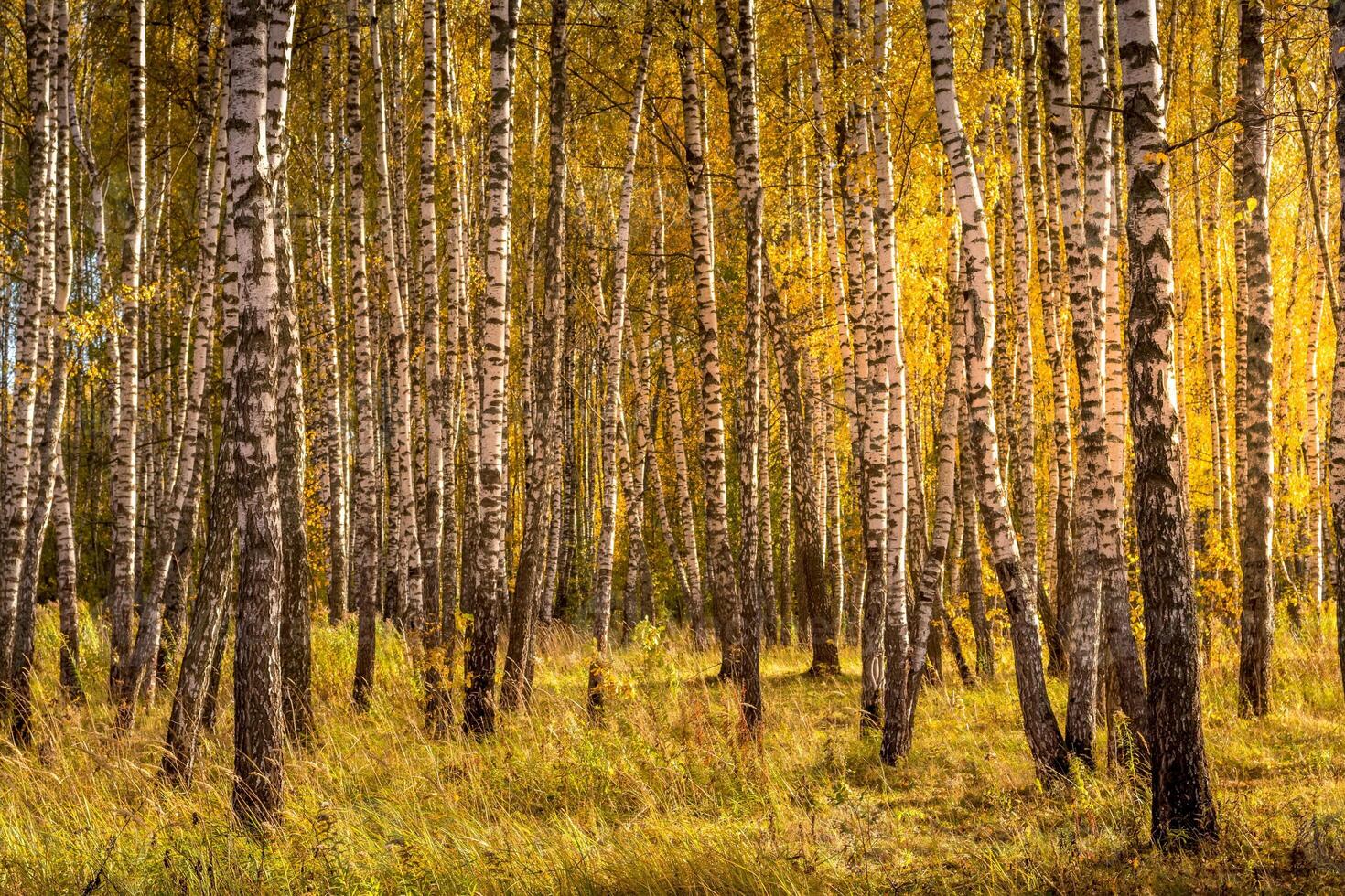 Birch forest in a sunny golden autumn day. photo