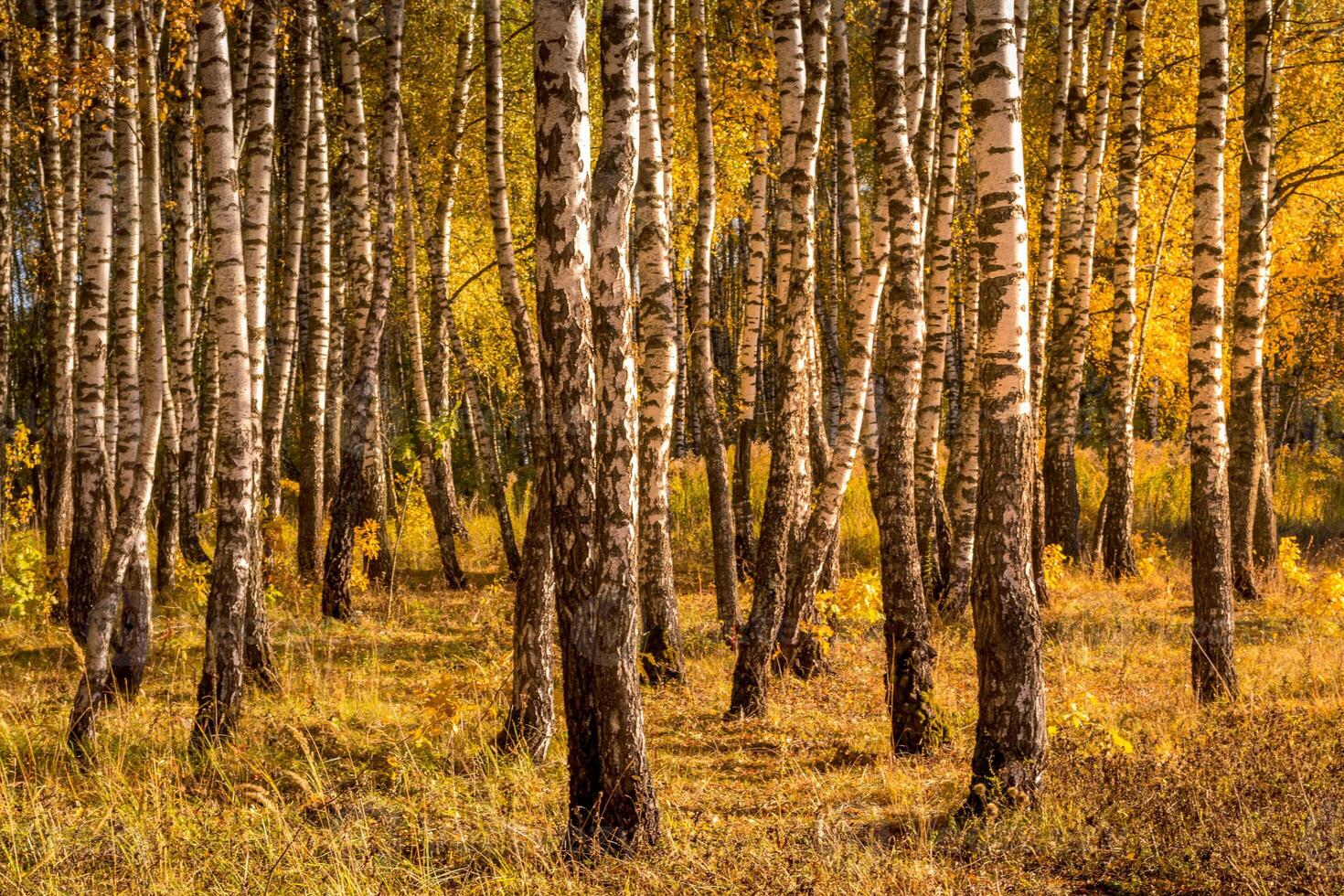 Birch forest in a sunny golden autumn day. photo