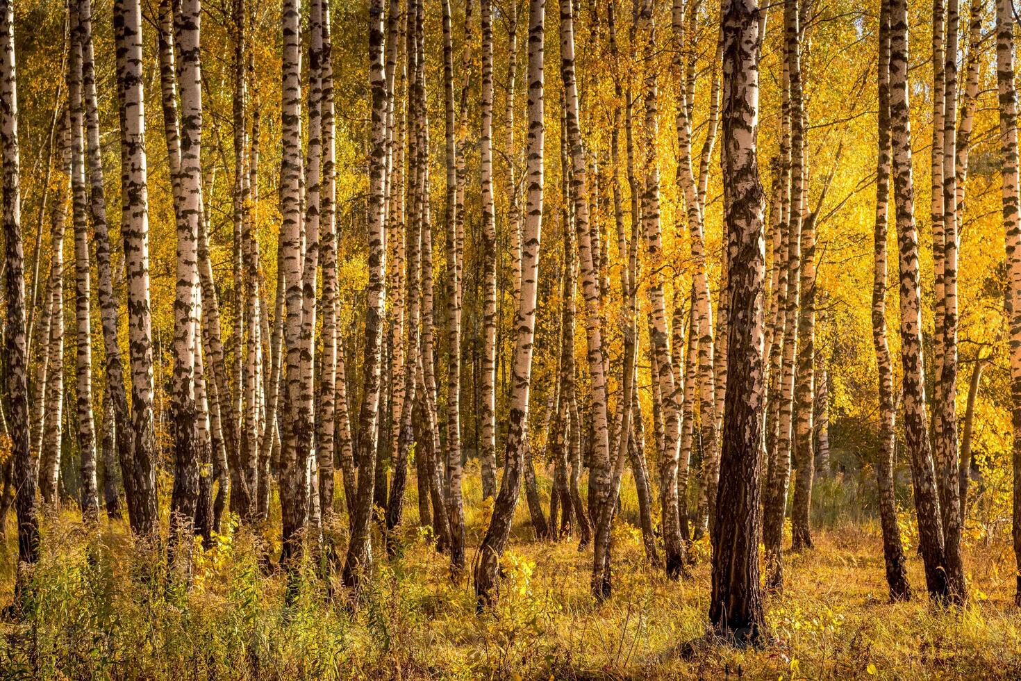 Birch forest in a sunny golden autumn day. photo