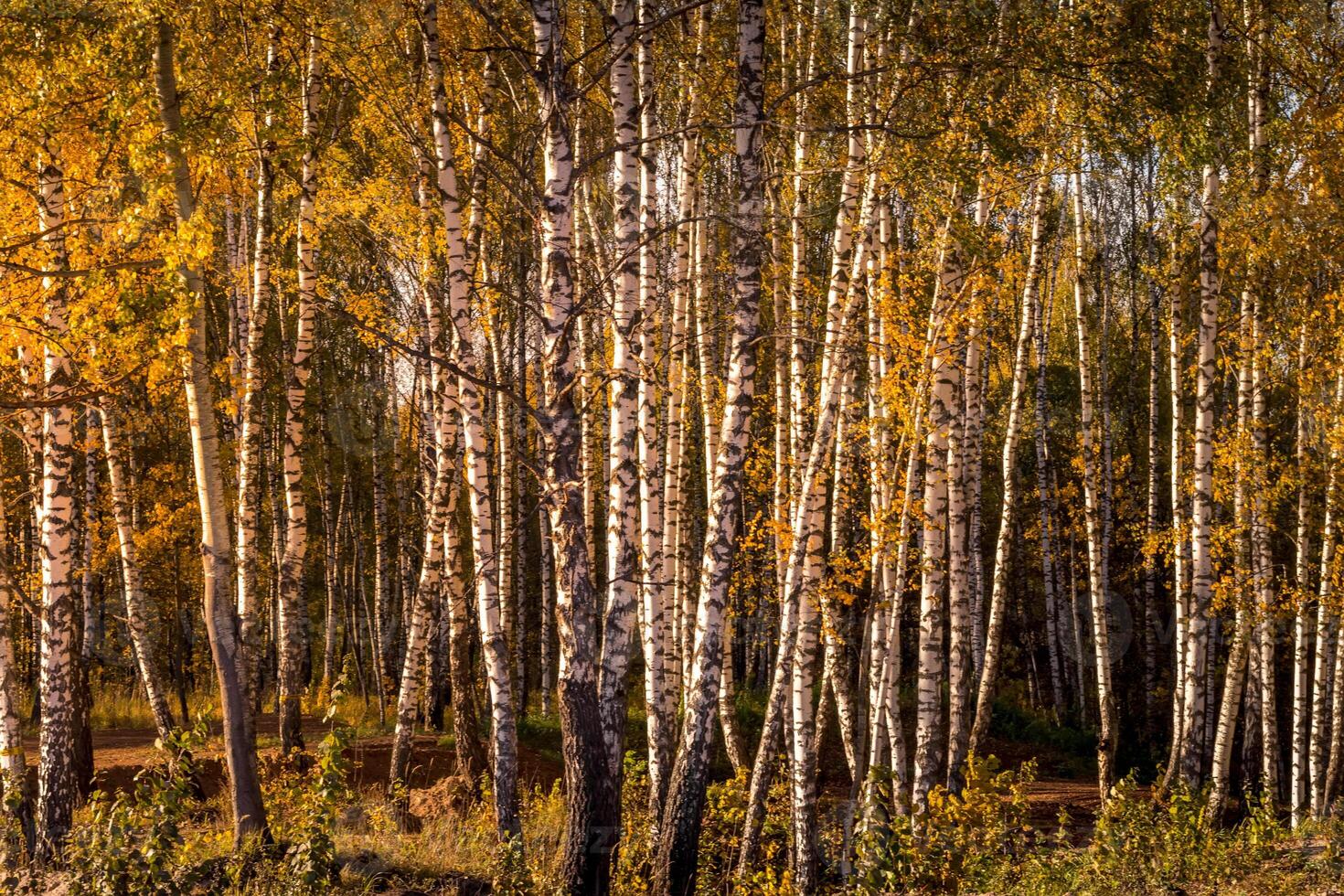 Birch forest in a sunny golden autumn day. photo