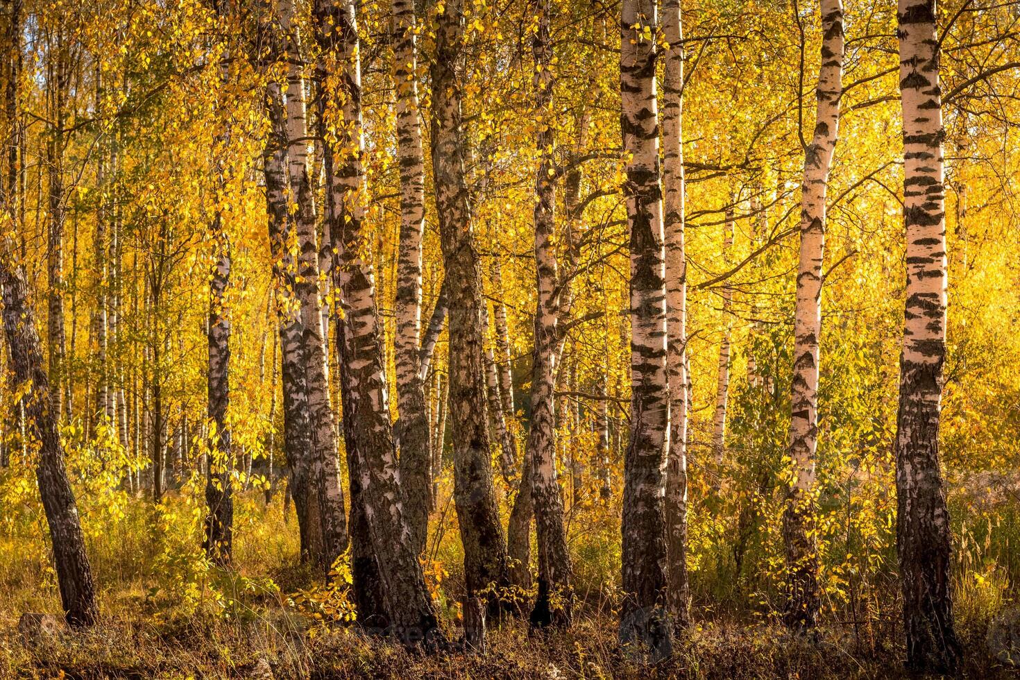 Birch forest in a sunny golden autumn day. photo