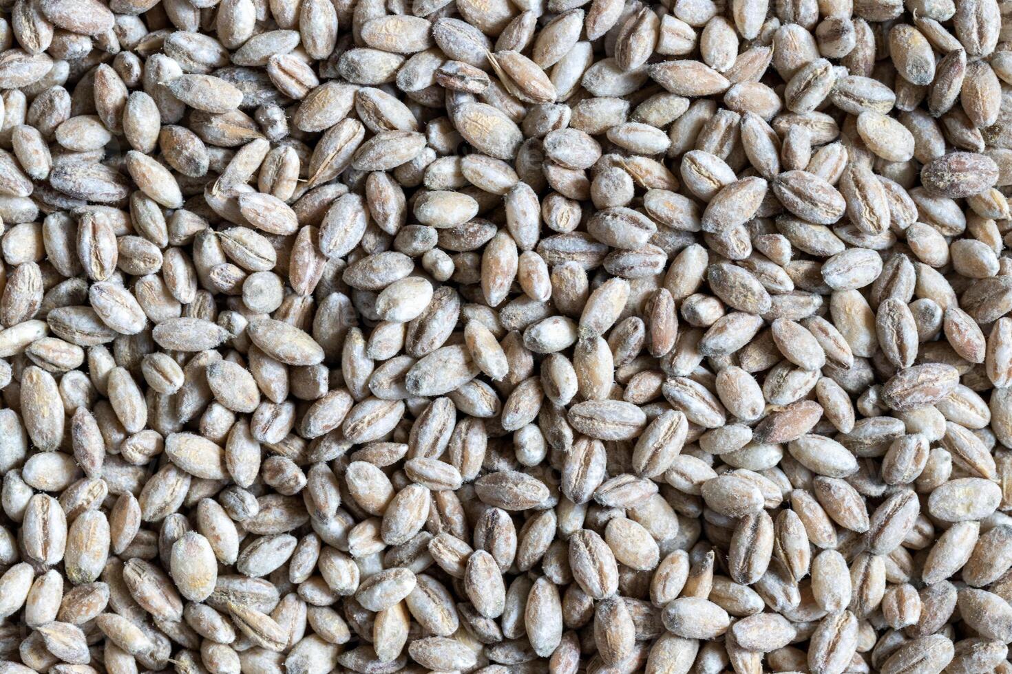 Barley grains background or texture. Healthy vegeterian food. photo