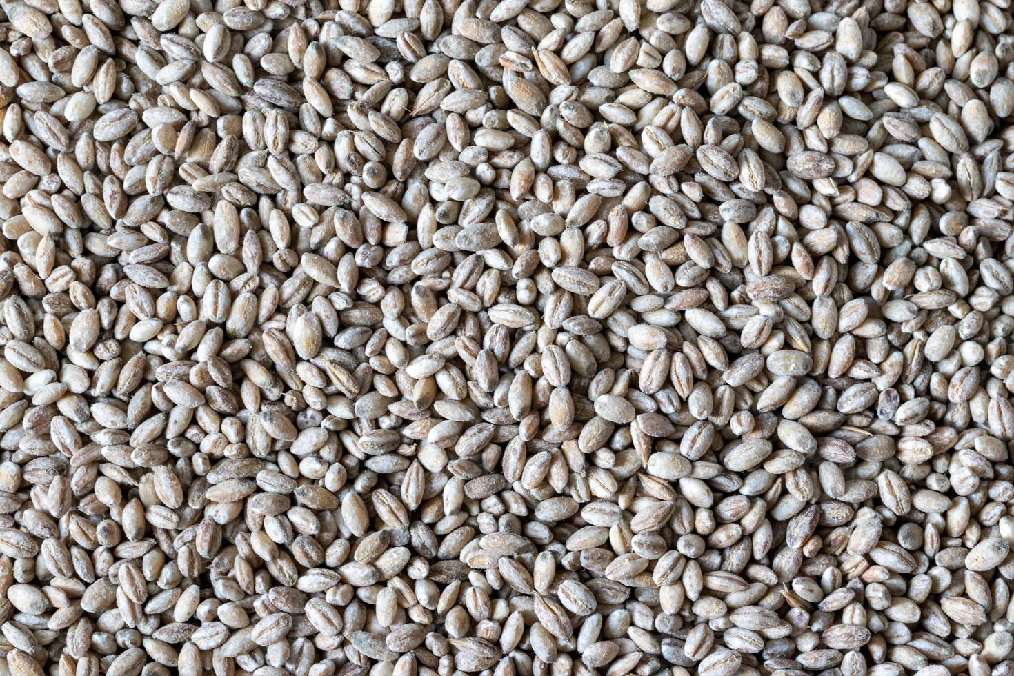 Barley grains background or texture. Healthy vegeterian food. photo