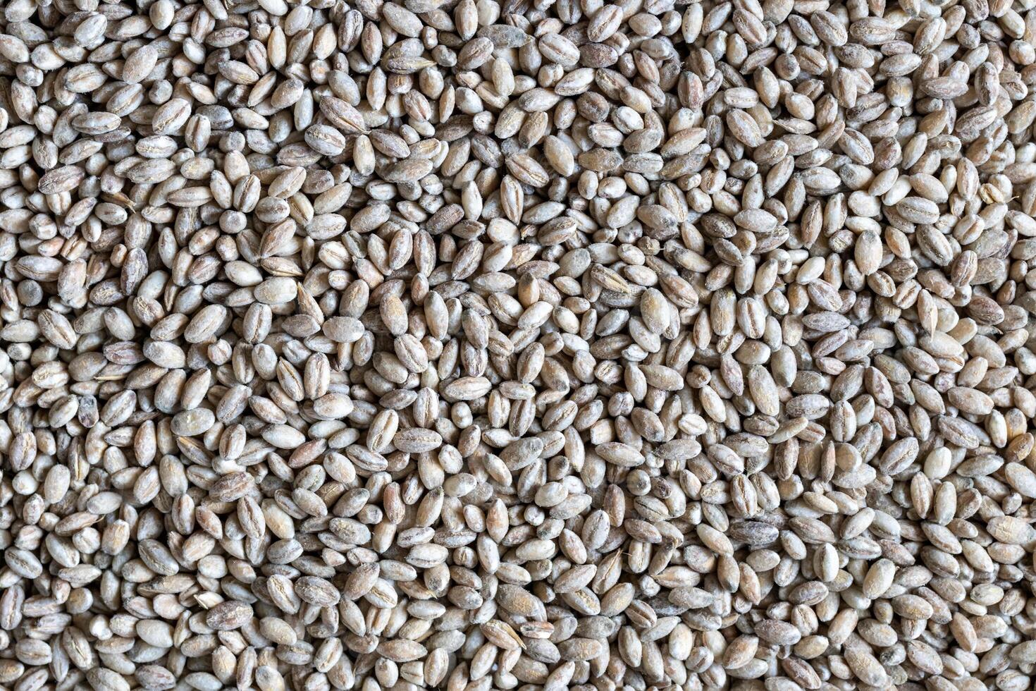 Barley grains background or texture. Healthy vegeterian food. photo