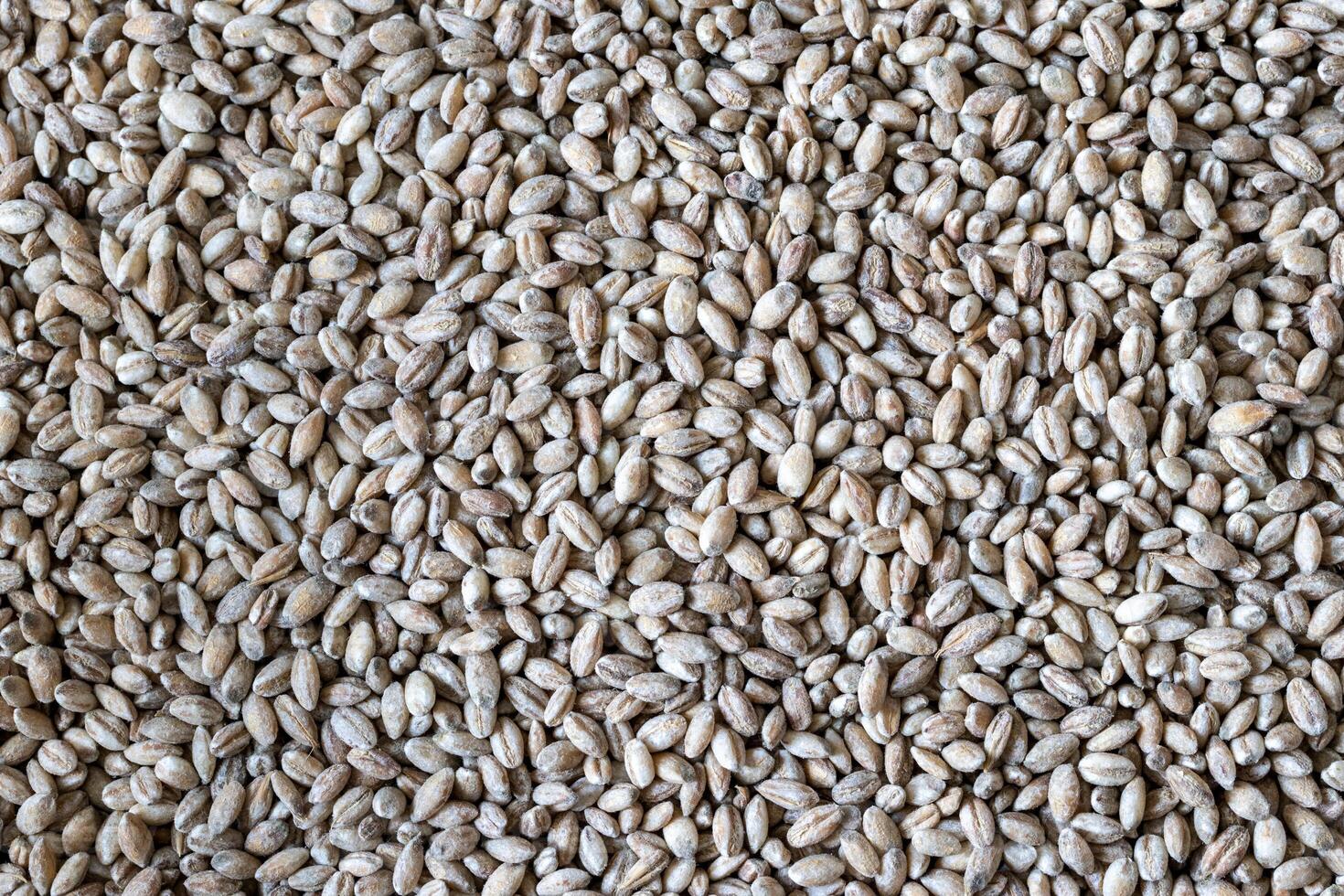 Barley grains background or texture. Healthy vegeterian food. photo