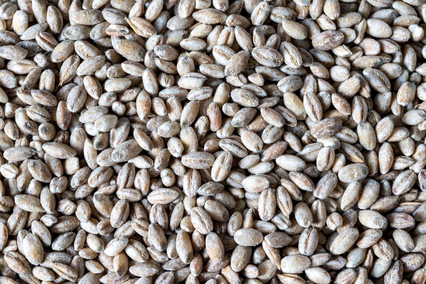 Barley grains background or texture. Healthy vegeterian food. photo