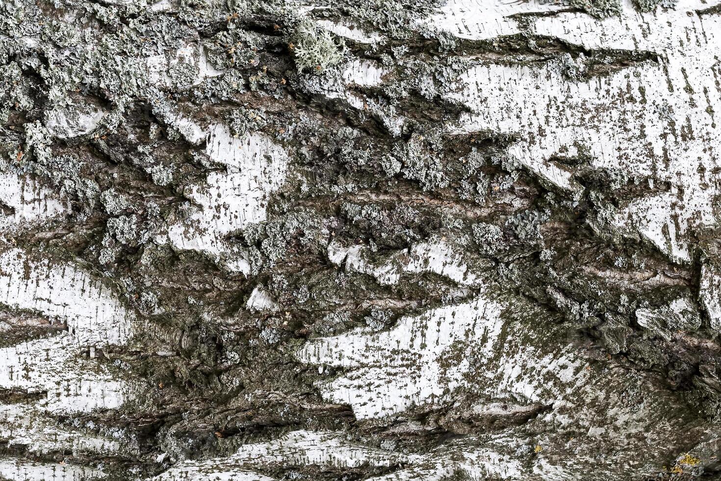 The bark of old birch tree texture. photo