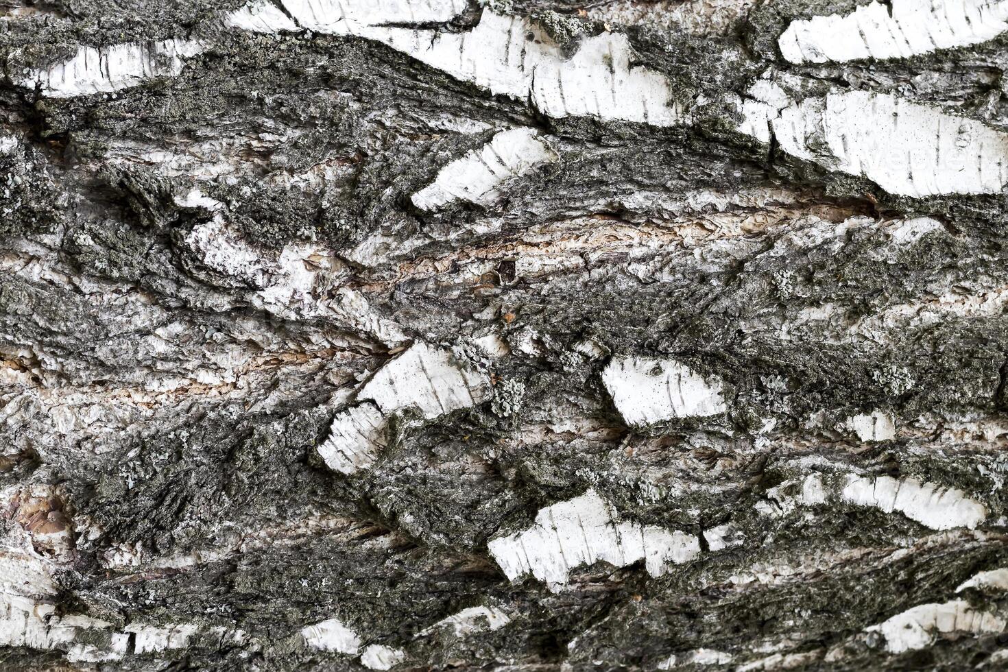 The bark of old birch tree texture. photo