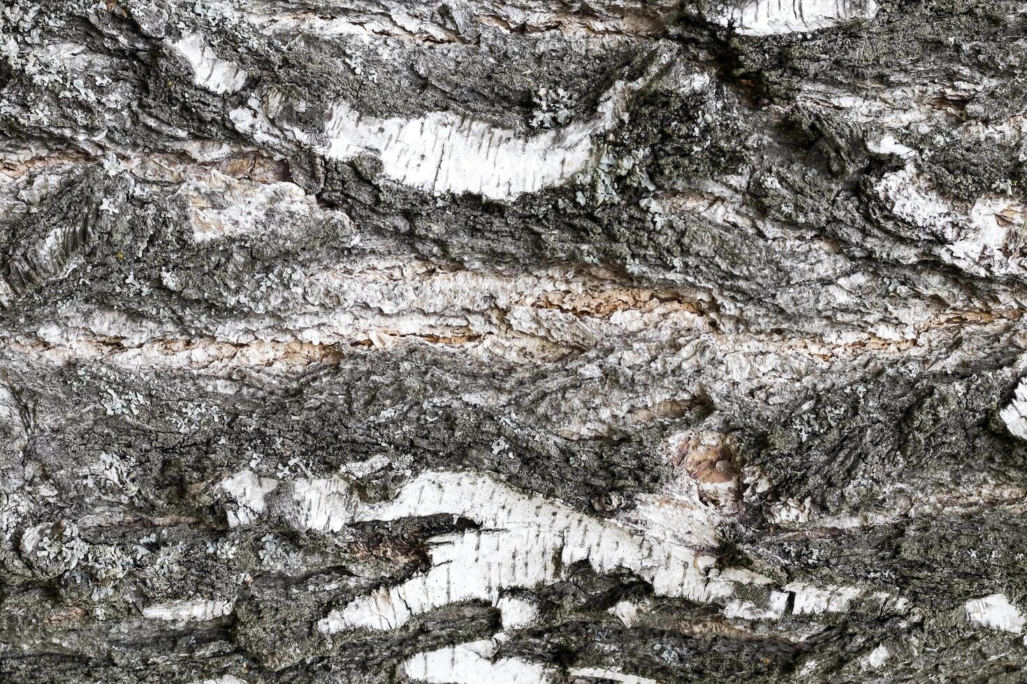 The bark of old birch tree texture. photo
