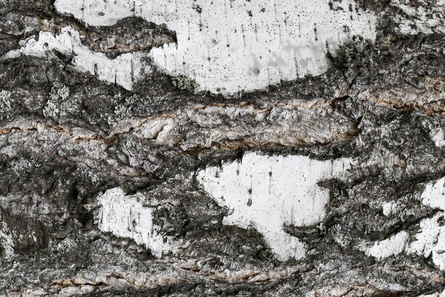 The bark of old birch tree texture. photo