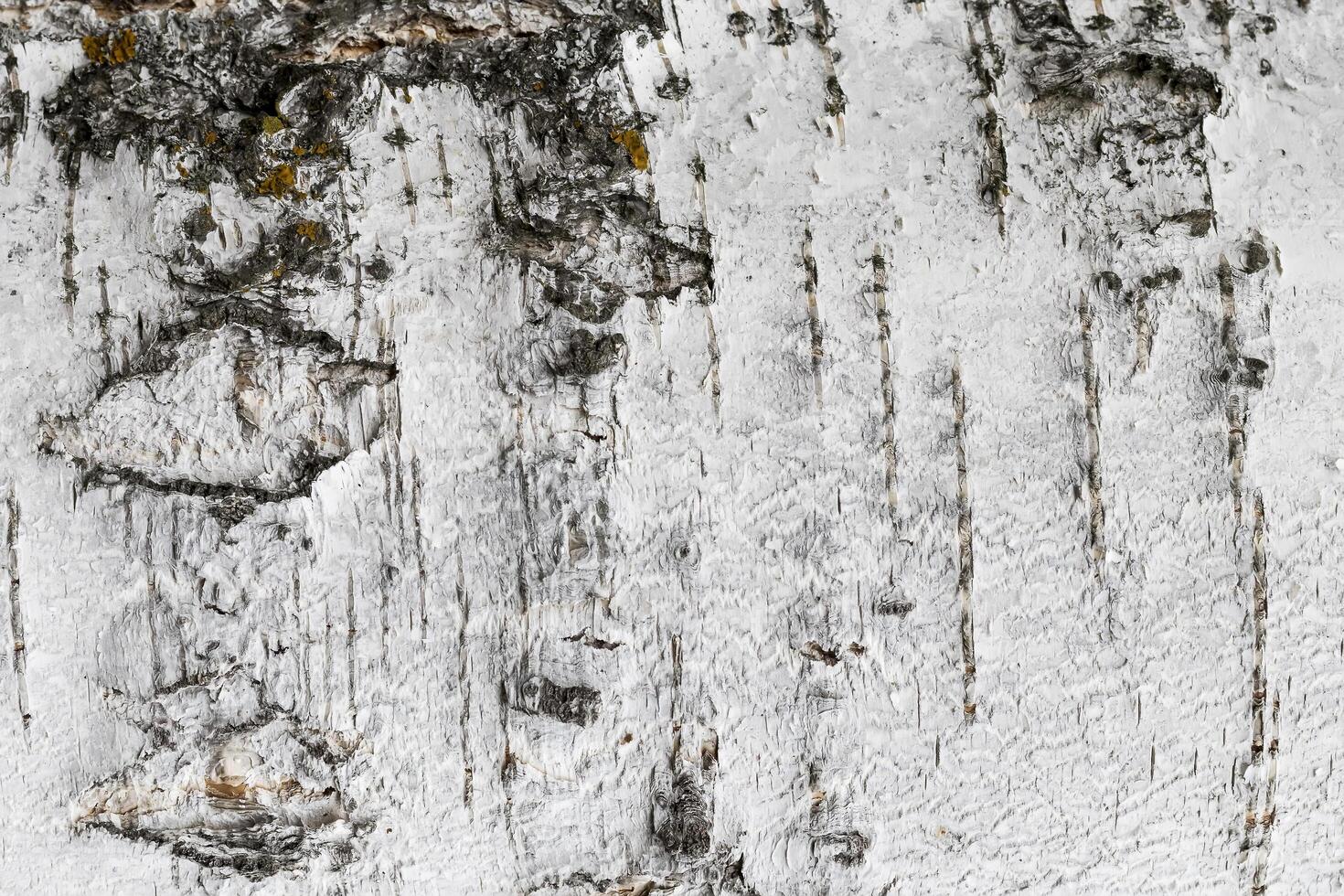 The bark of old birch tree texture. photo