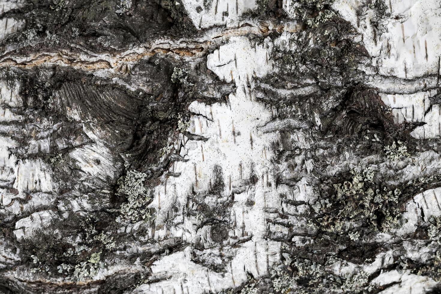 The bark of old birch tree texture. photo