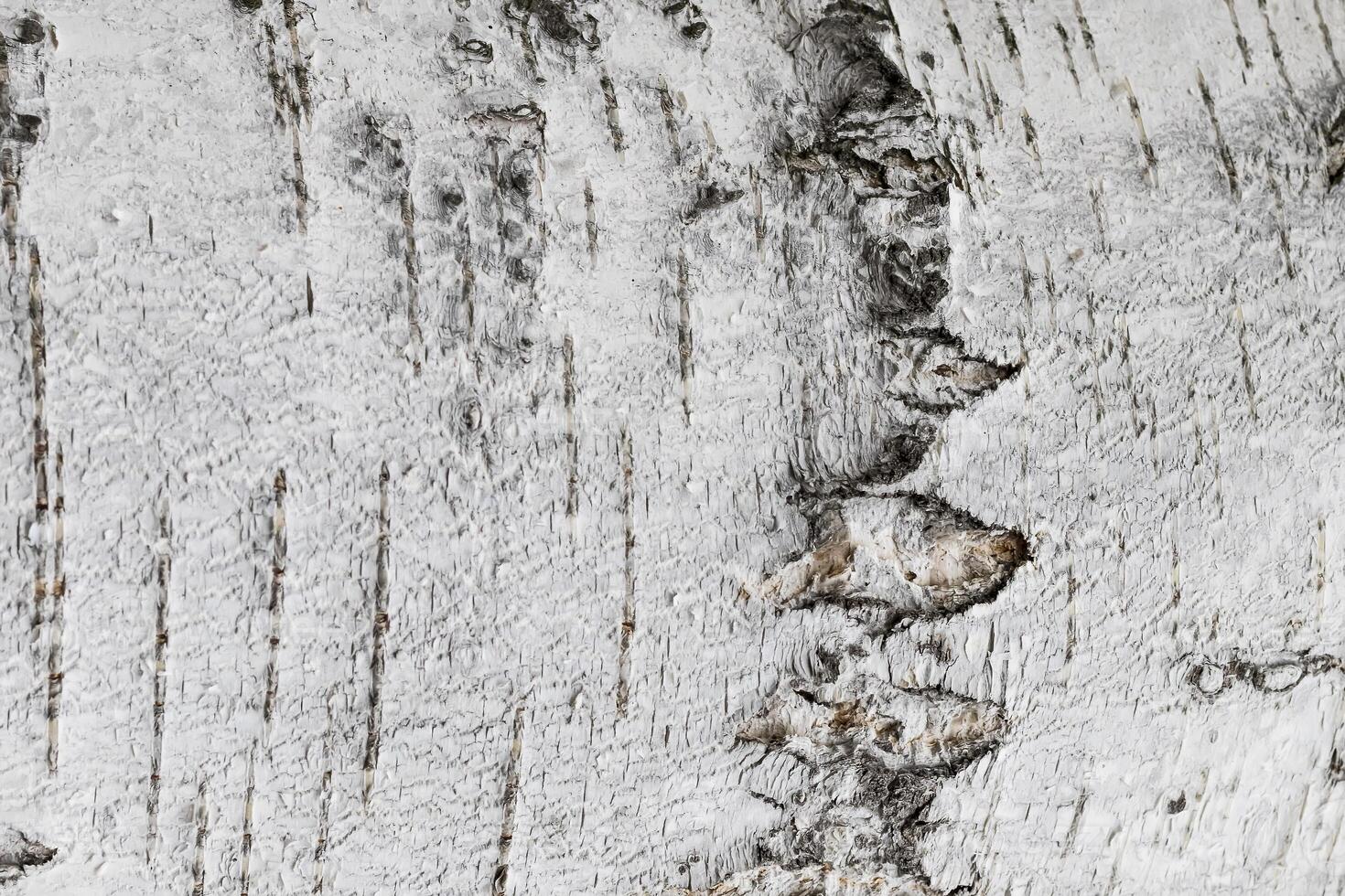 The bark of old birch tree texture. photo