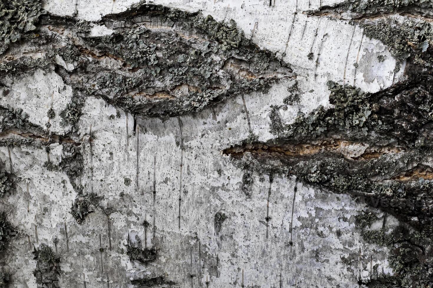 The bark of old birch tree texture. photo
