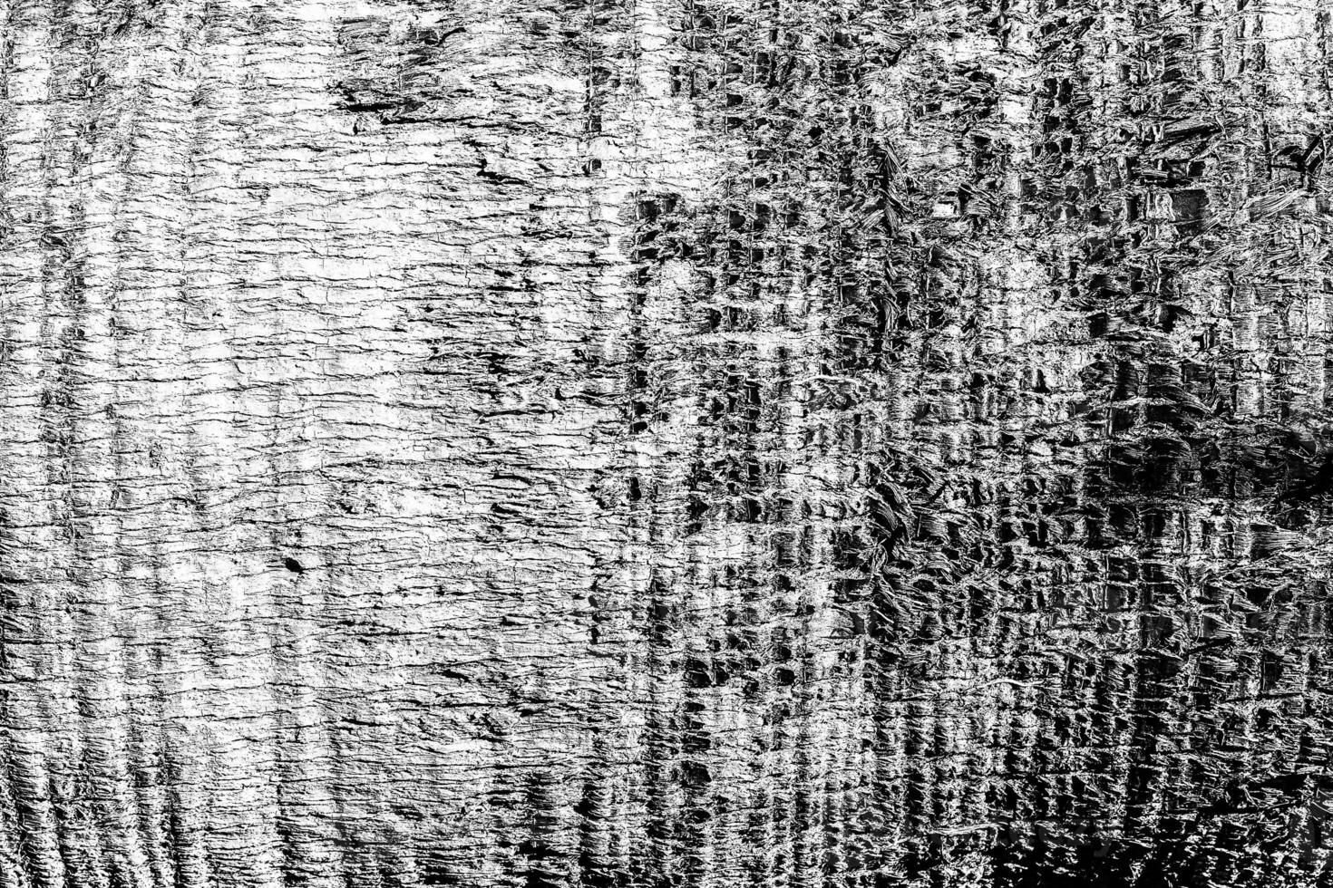 Texture of old palm bark. photo