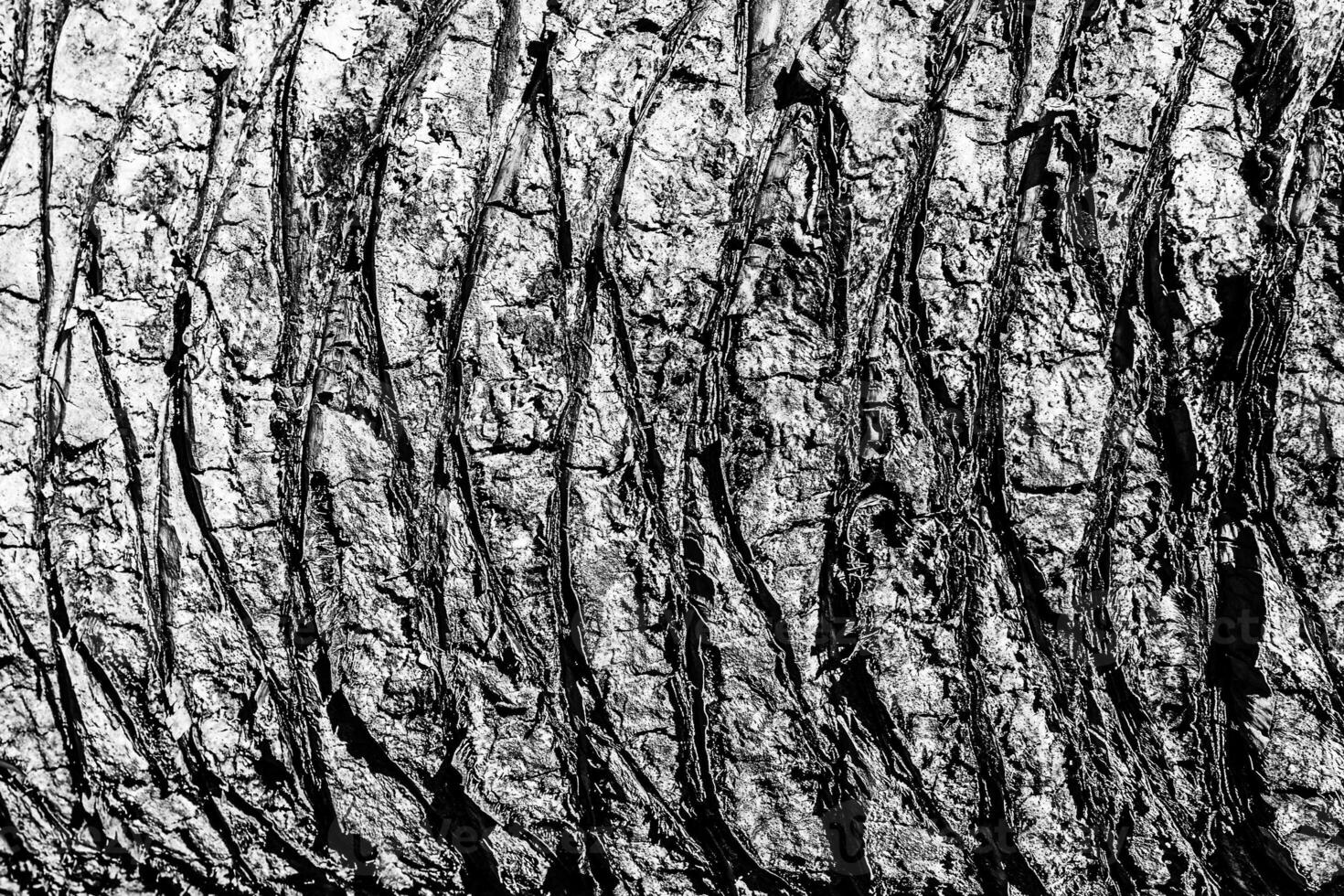 Texture of old palm bark. photo