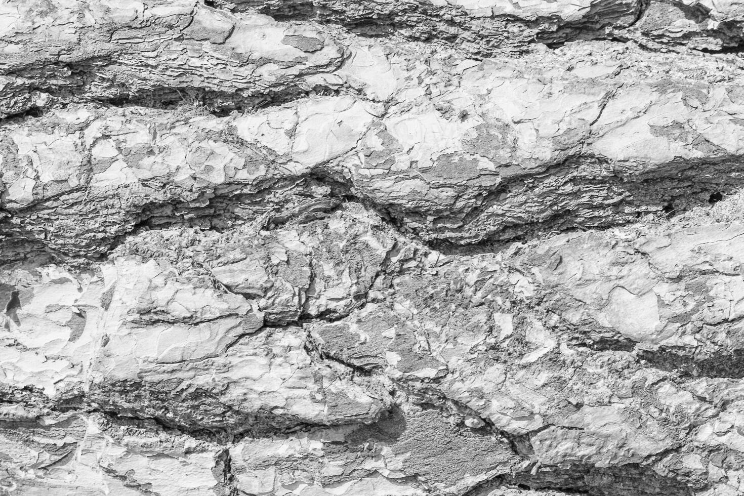 The bark of pine tree. photo