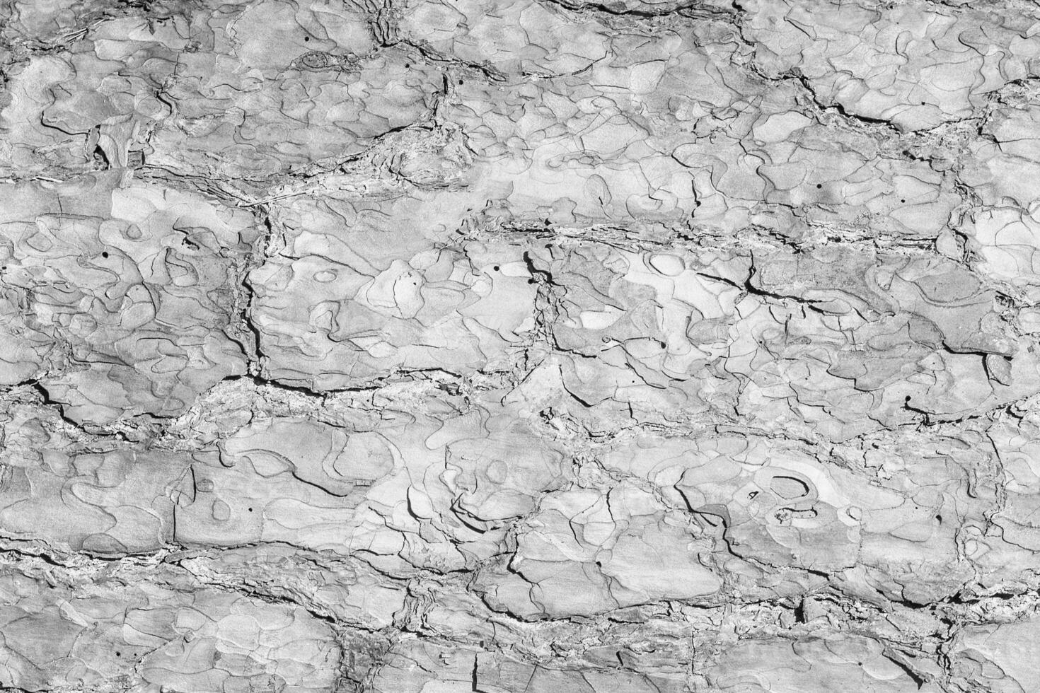 The bark of pine tree, texture. photo