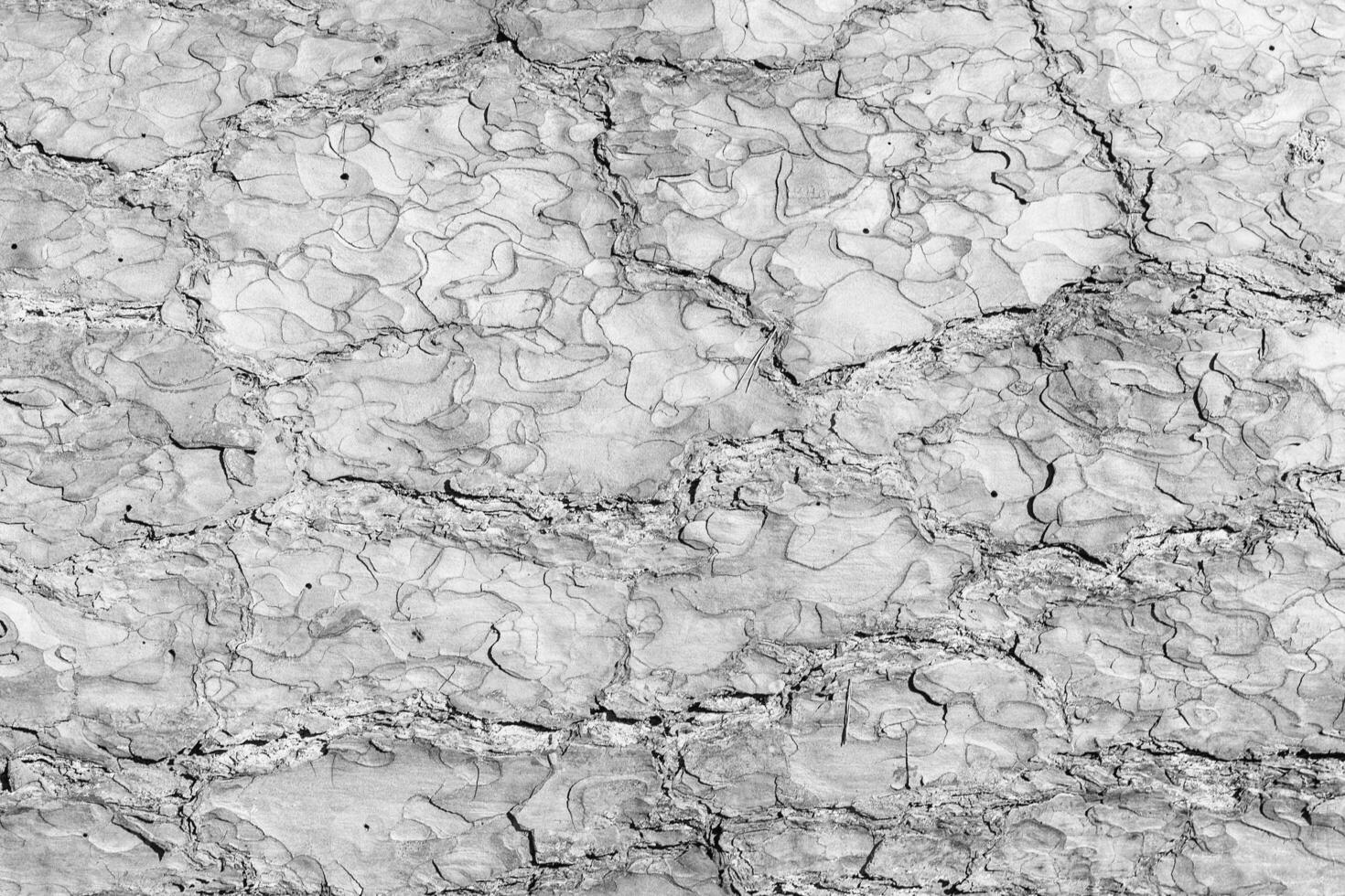 The bark of pine tree, texture. photo