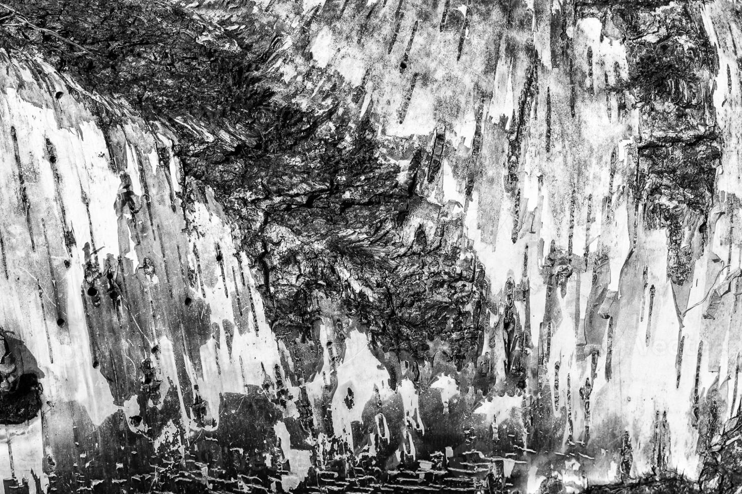 The bark of old birch tree texture. photo
