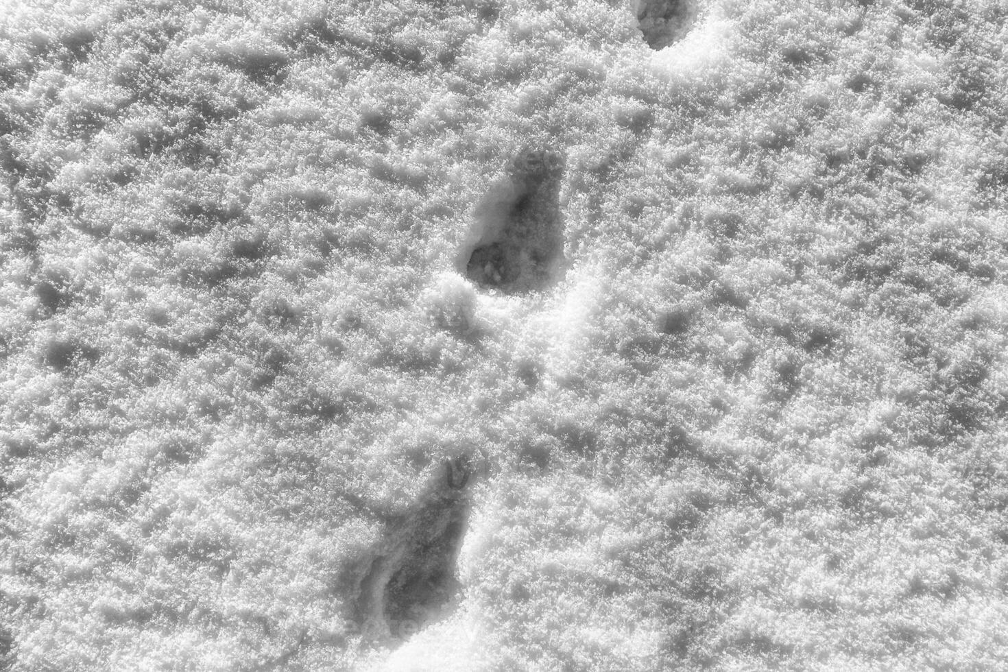 Snow texture at sunny winter day. Abstract background. photo