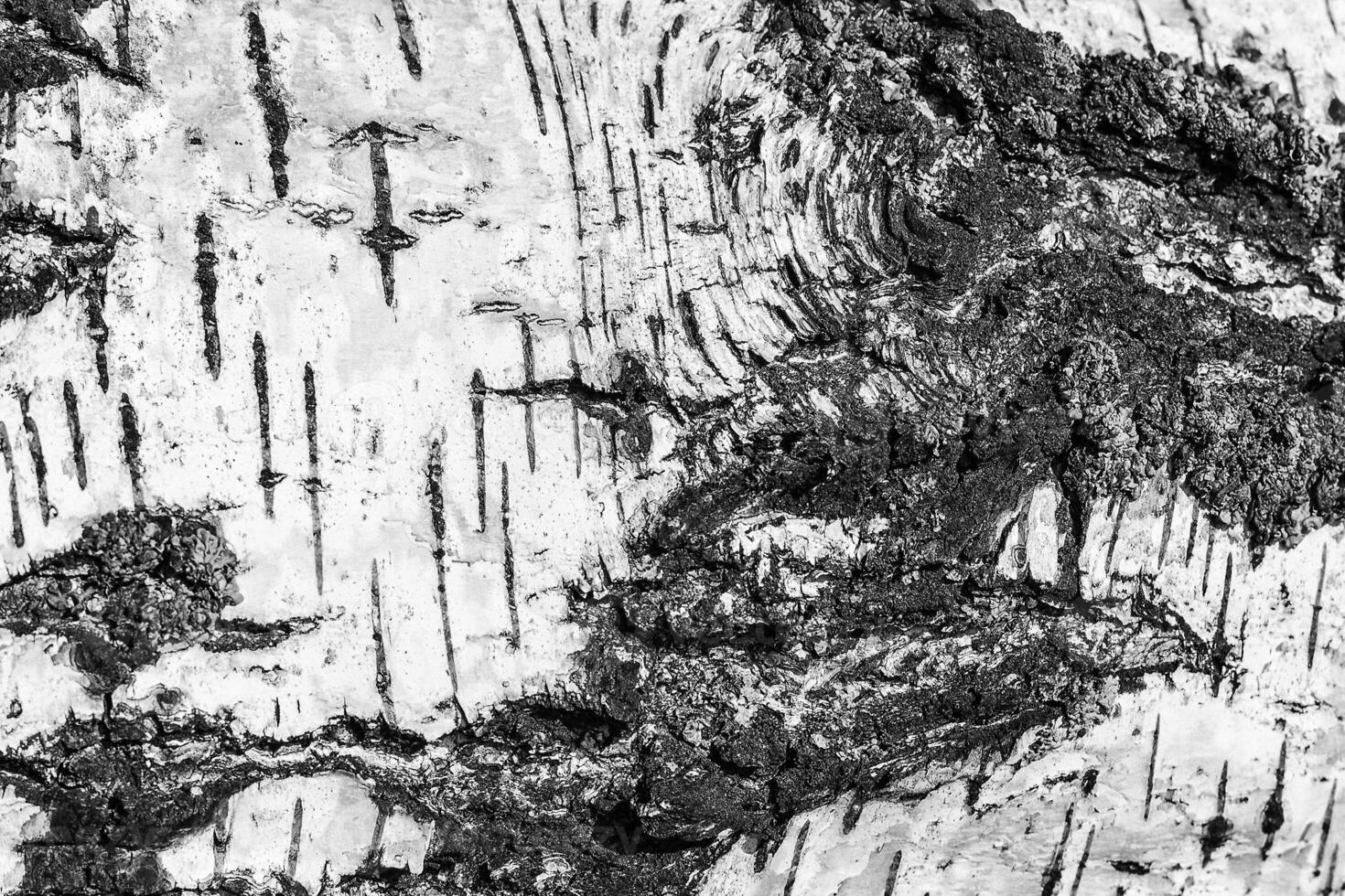 the bark of birch texture. wooden background for design photo