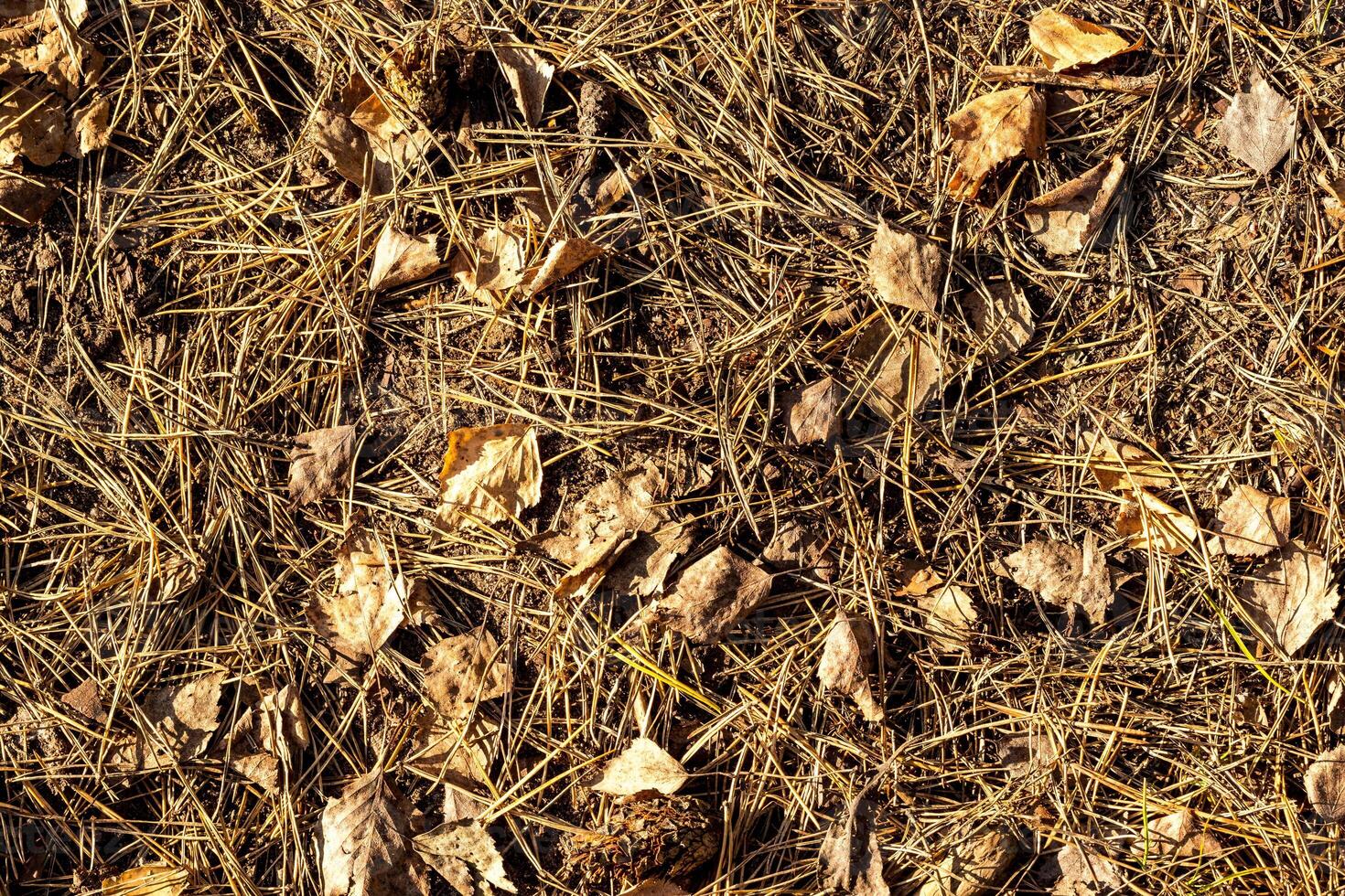 Texture of fallen needles and leaves in autumn. photo