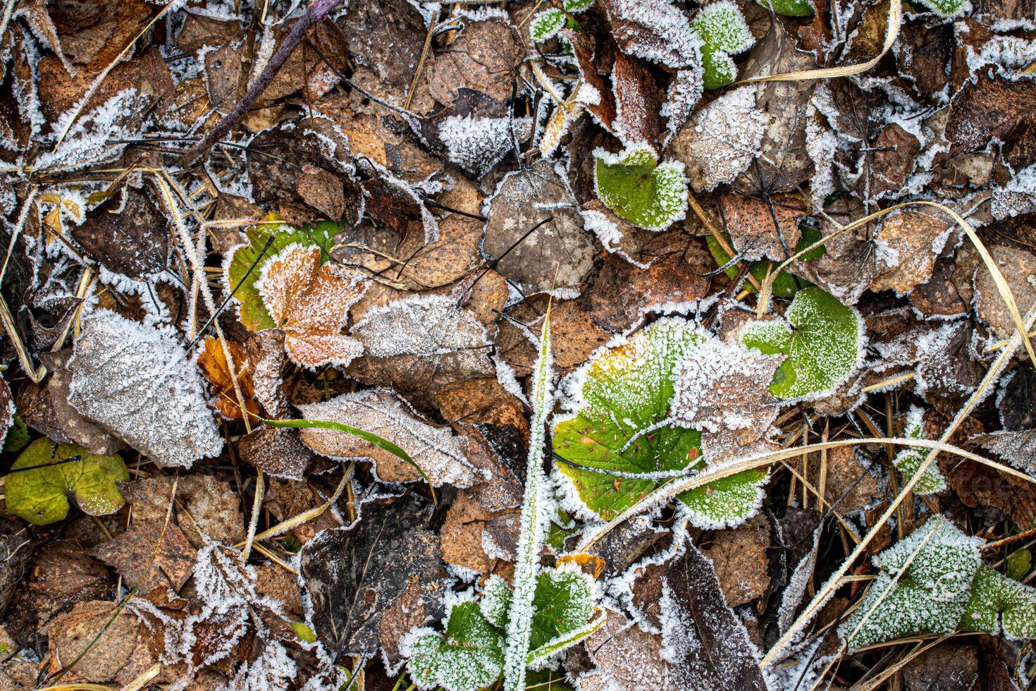 Brown fallen leaves covered with hoarfrost in late autumn or early winter. photo