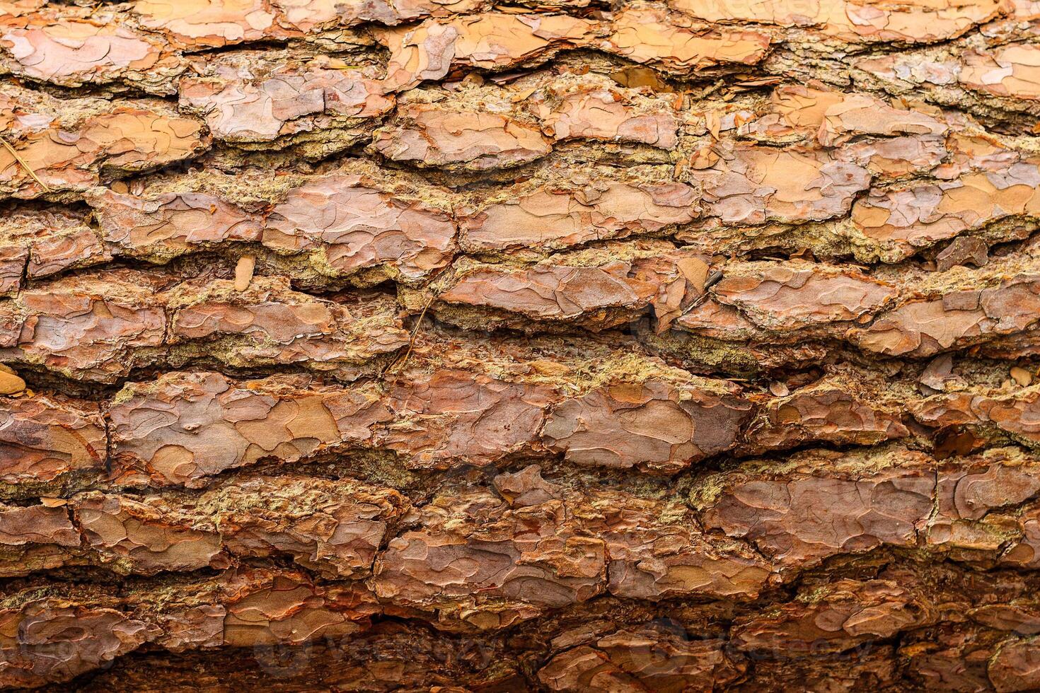 tree bark background, old bark, wooden bark, old tree bark, tree bark, tree bark photo, bark photo, pine bark, tree photo, forest tree bark, tree texture, bark texture, tree bark, tree bark texture photo
