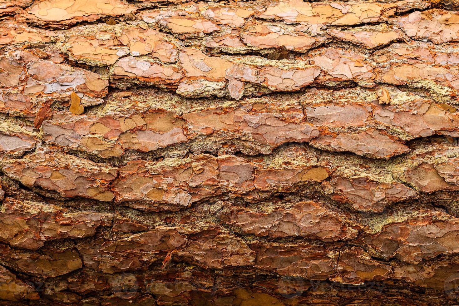 tree bark background, old bark, wooden bark, old tree bark, tree bark, tree bark photo, bark photo, pine bark, tree photo, forest tree bark, tree texture, bark texture, tree bark, tree bark texture photo