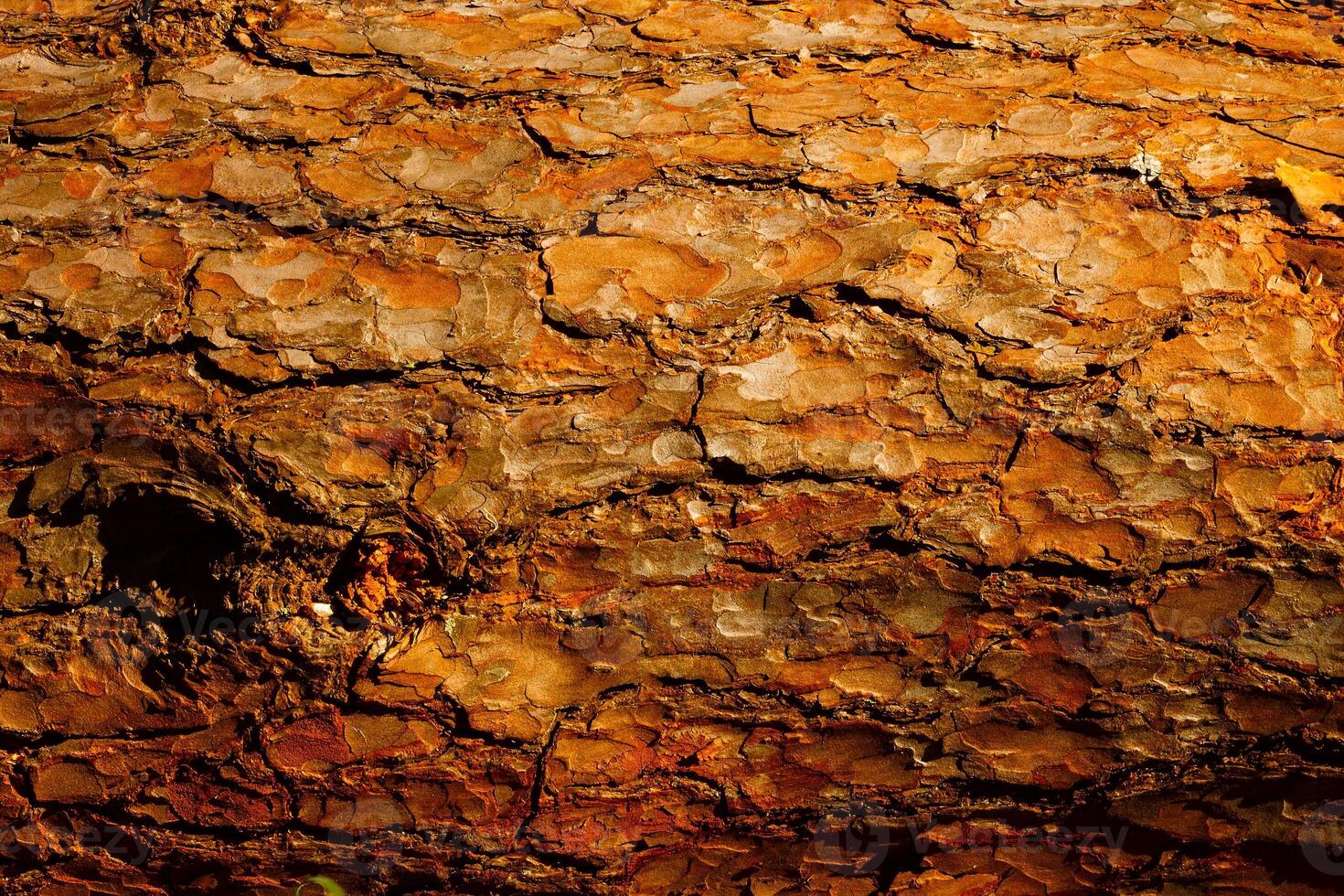 Bark of Pine Tree photo