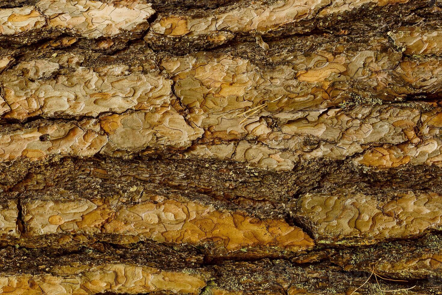Bark of Pine Tree photo