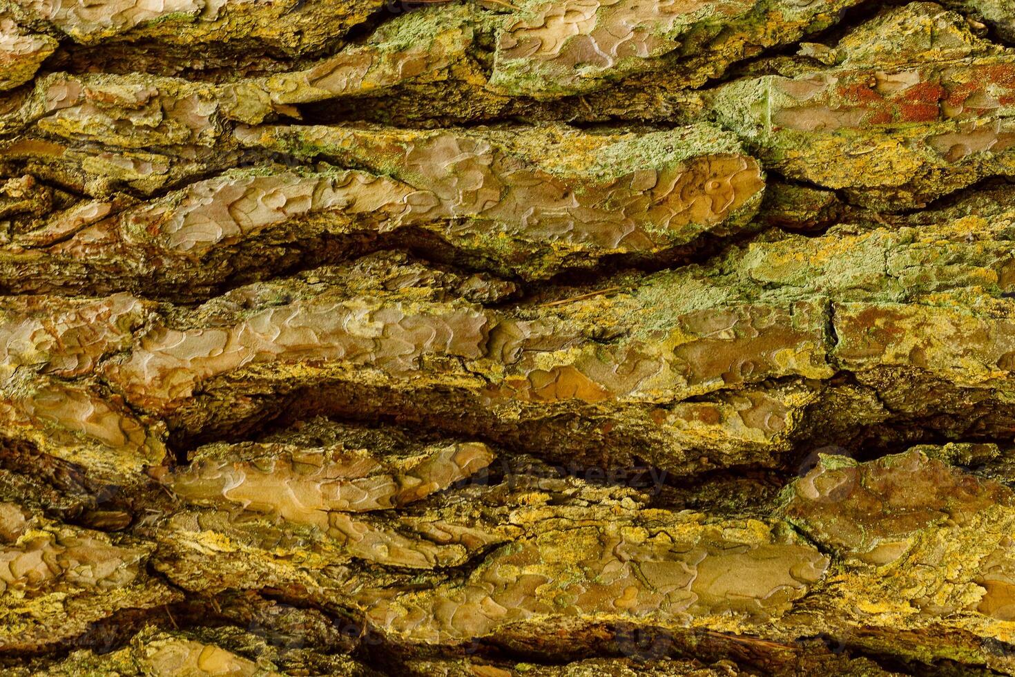 Bark of Pine Tree photo